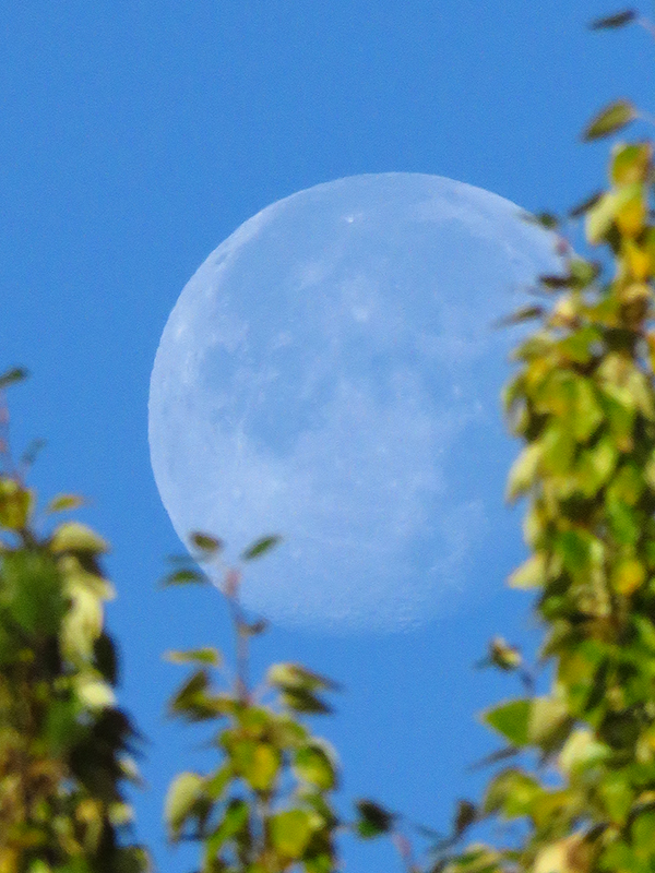 Morning moon