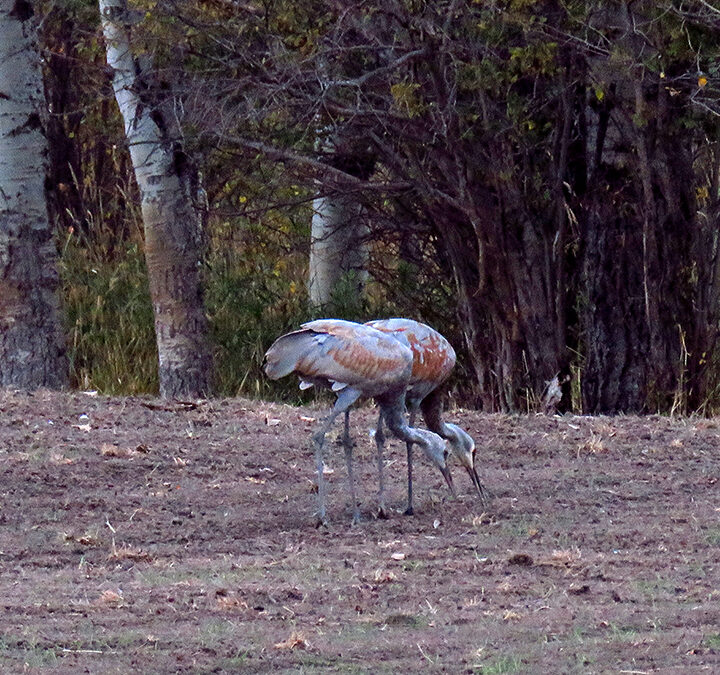 Sandhill cranes