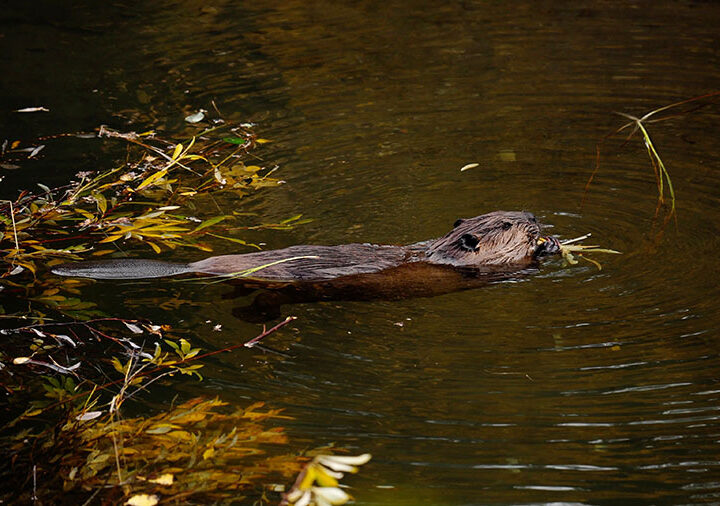 Busy Beavers