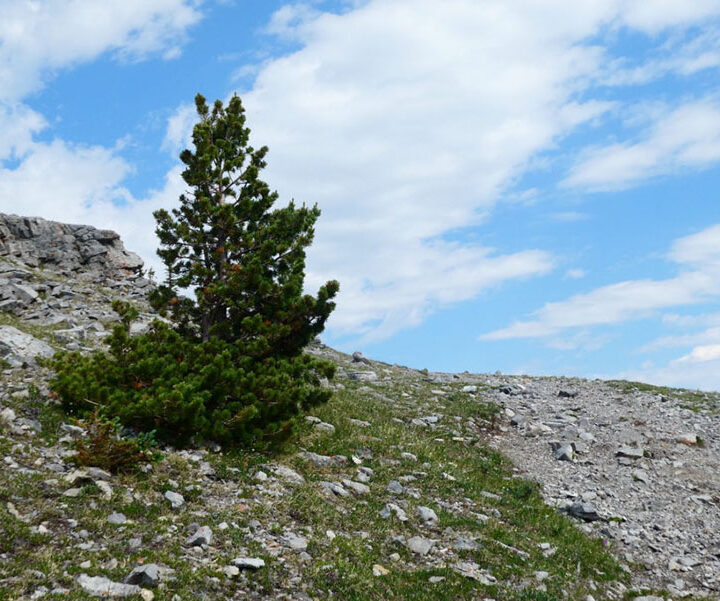 Parks Canada searching for whitebark pines resistant to fungus