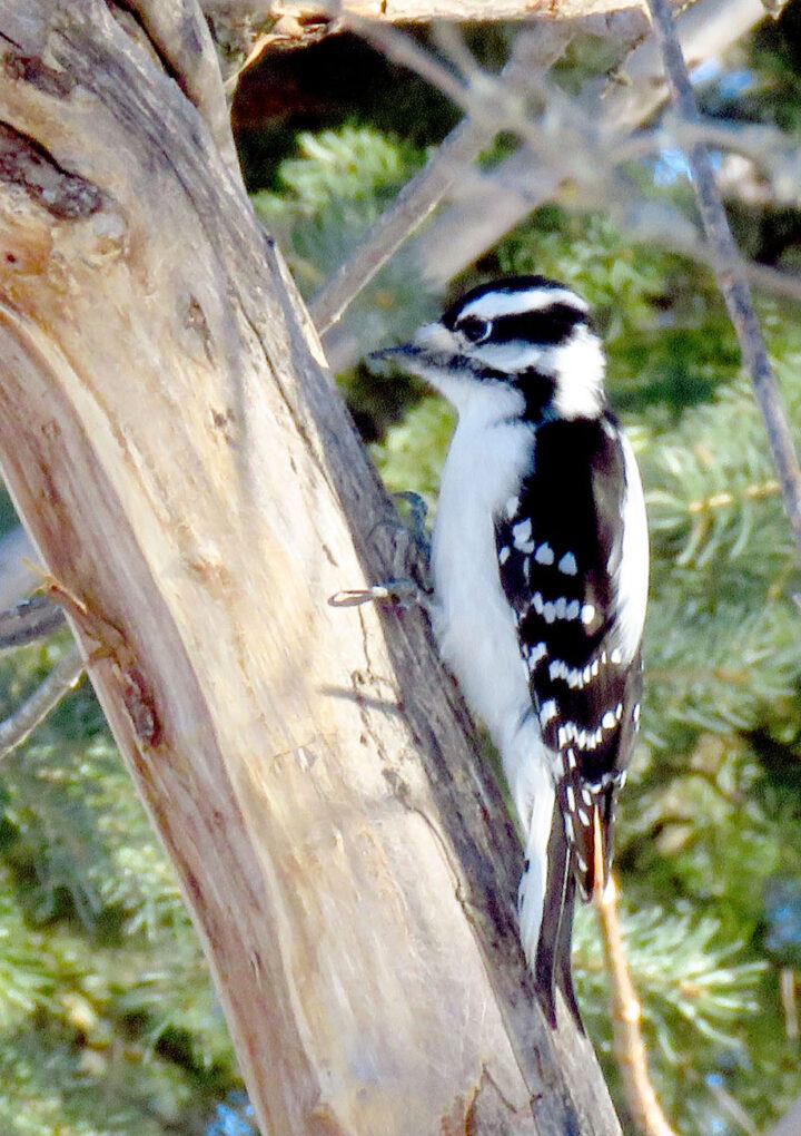 Lower numbers reported in annual Christmas bird count