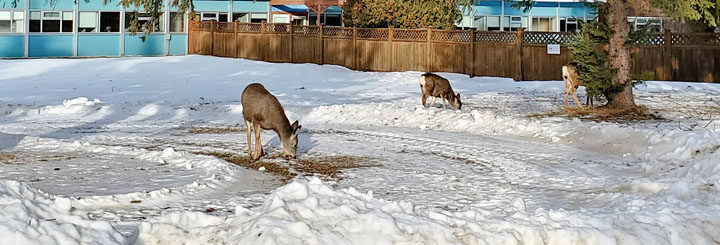 Editorial – Feeding deer isn’t doing anyone any favours