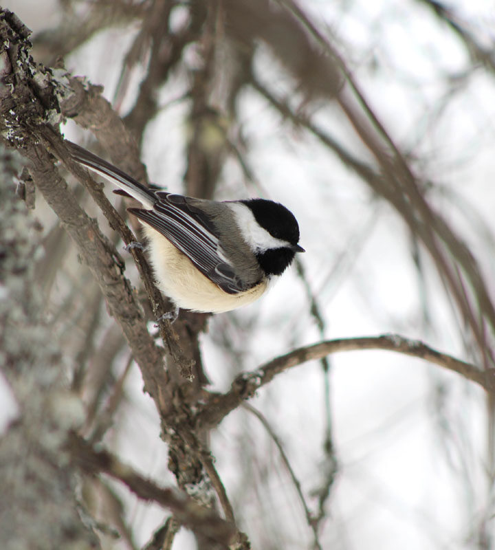 Out on a limb