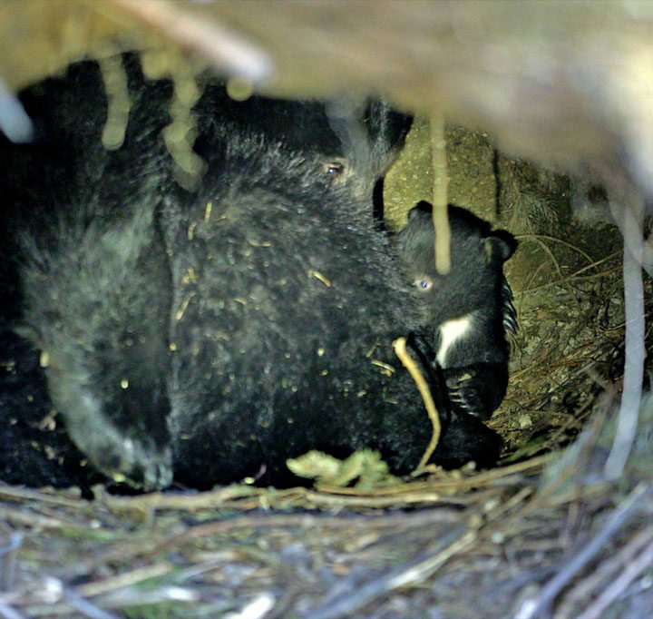 Baby bear’s first photo