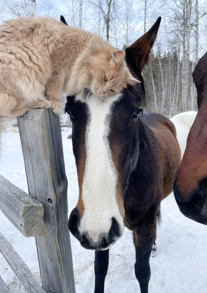 The Goat’s Winter Photo Contest results