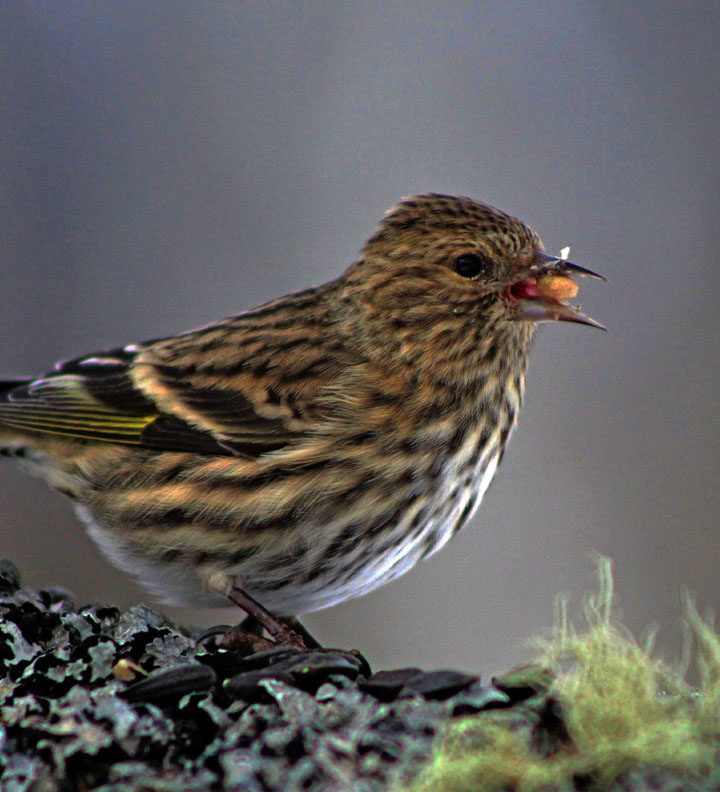 Siskin around