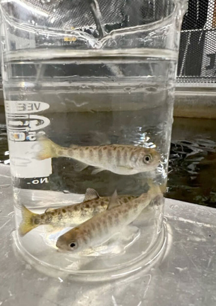 Thousands of chinook fry set to be released into Swift Creek