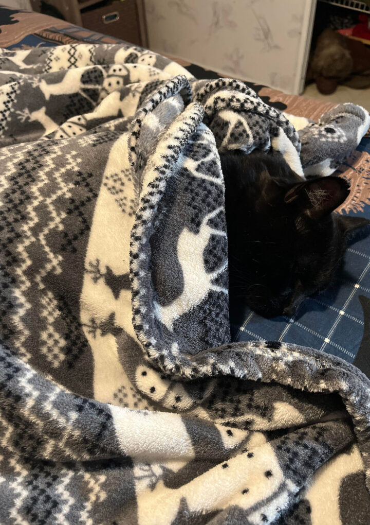 Lynx attack spooks local pet owner