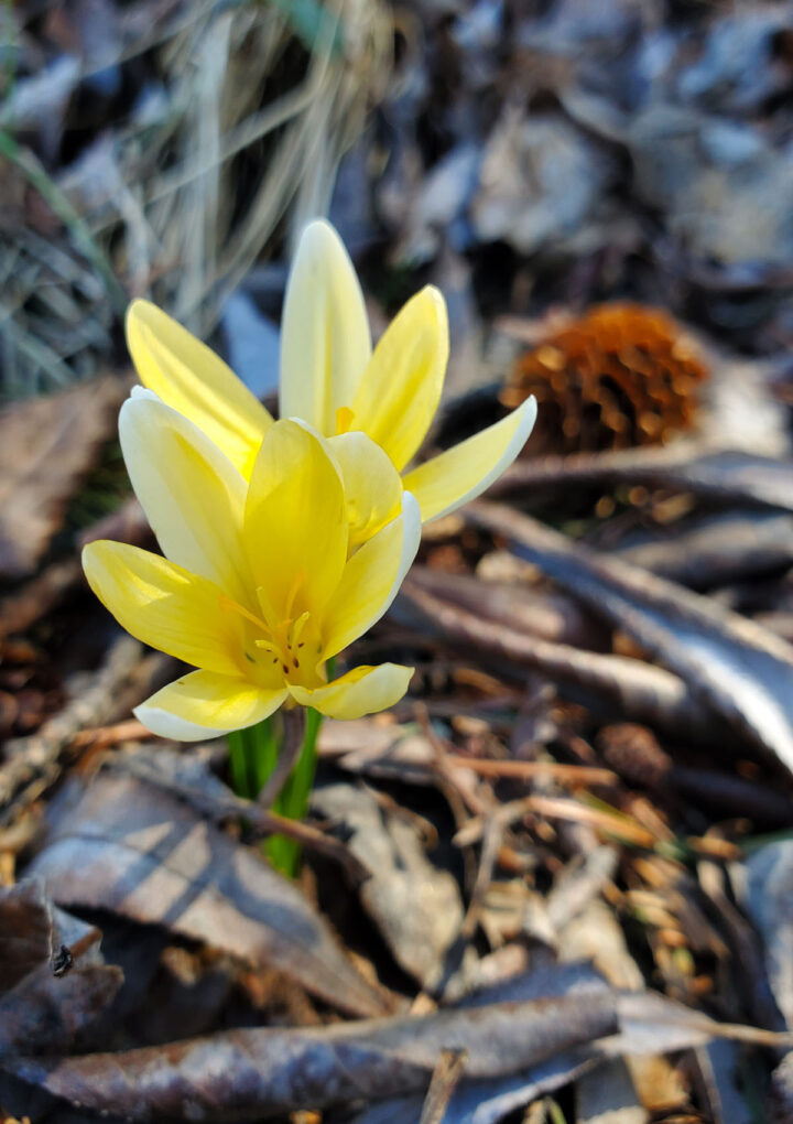 Spring hope’s eternal