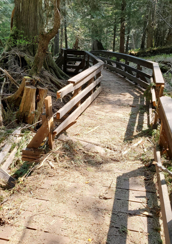 Ancient Forest/Chun T’oh Whudujut Park in need of trail repair