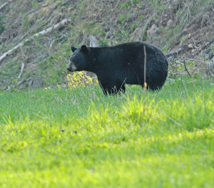 Supper for Smokey