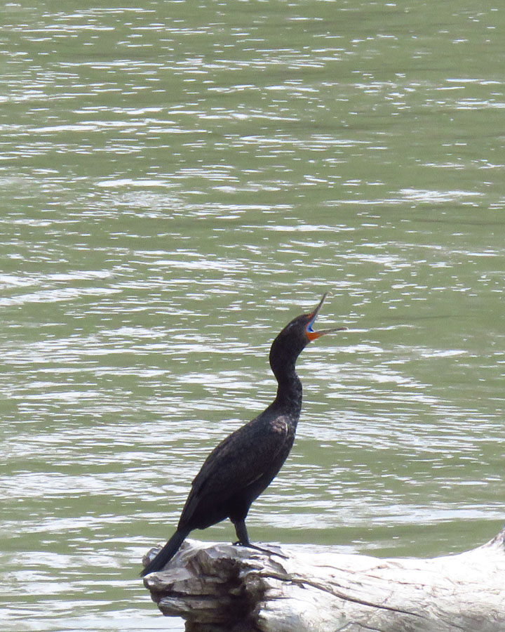 Cormorant sighting