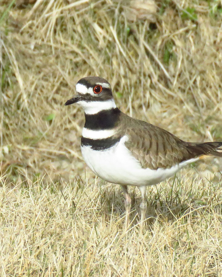 Killdeer