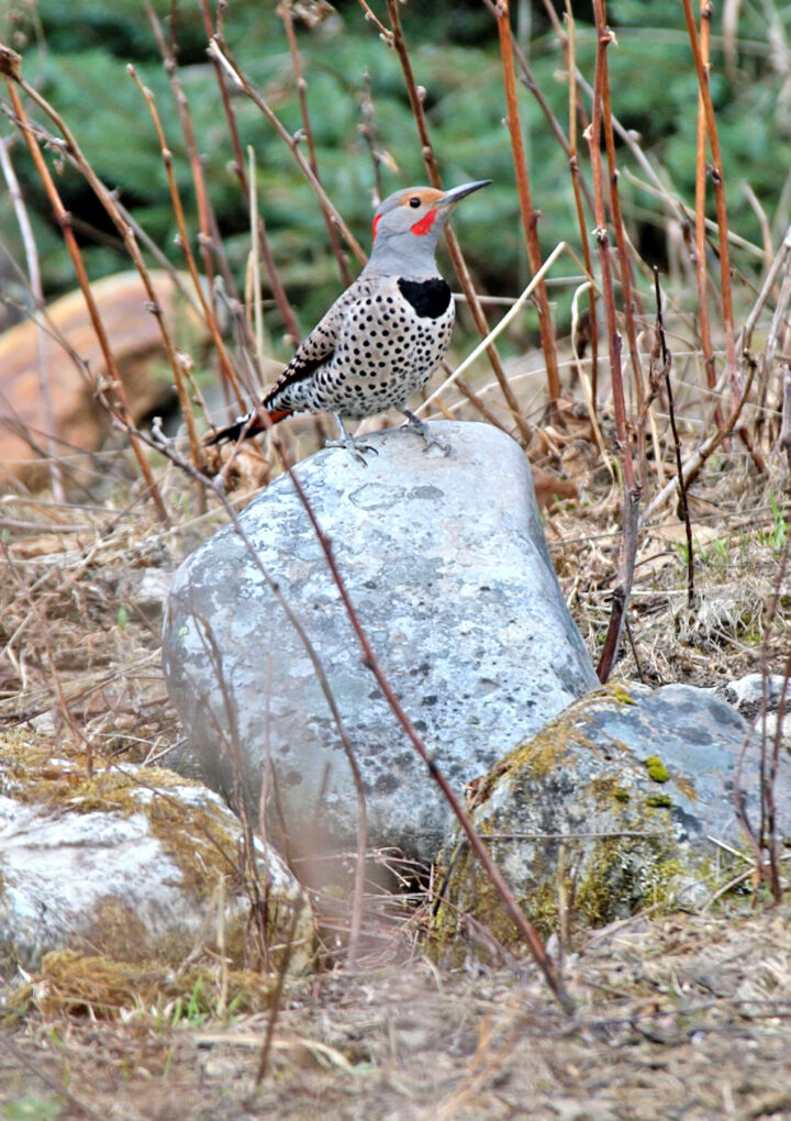 Northern Flicker