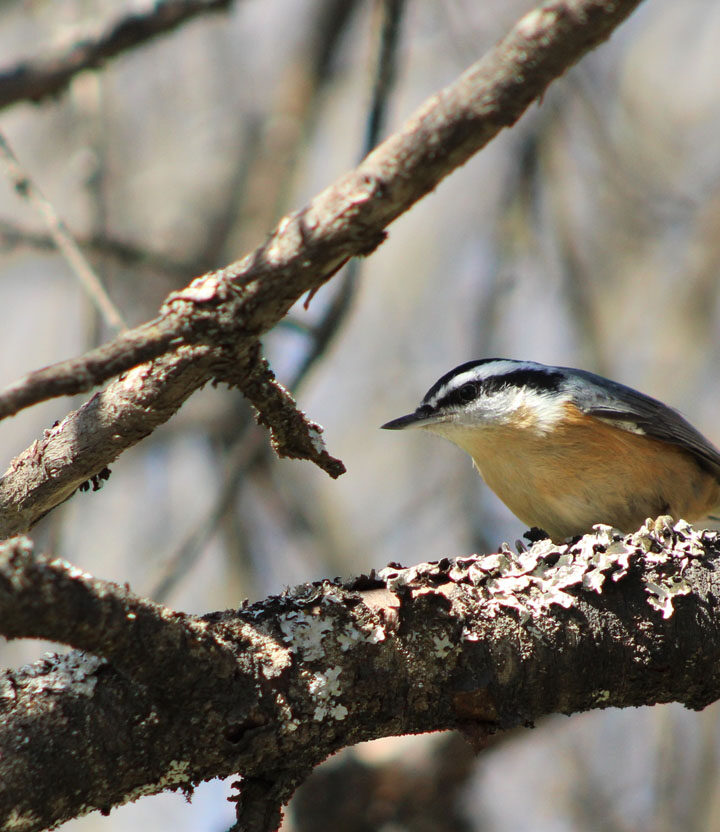 Nuthatch
