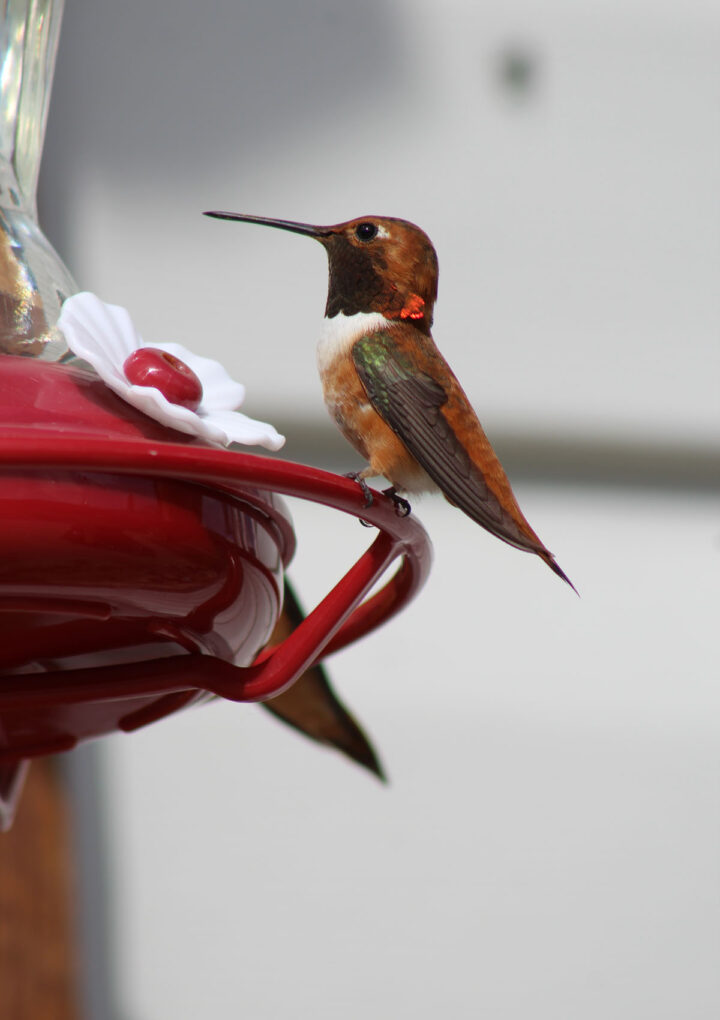 Return of the Hummingbirds