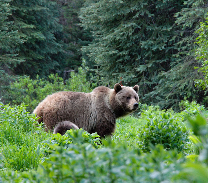 Grizzly discovery