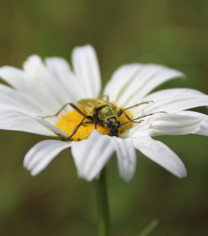 Yellow velvet beetle