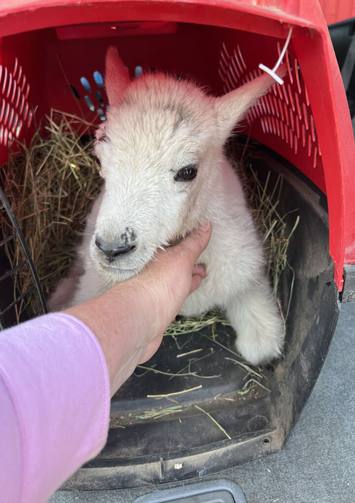 Rescued baby mountain goat recovers