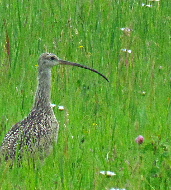Long-billed Curlews return