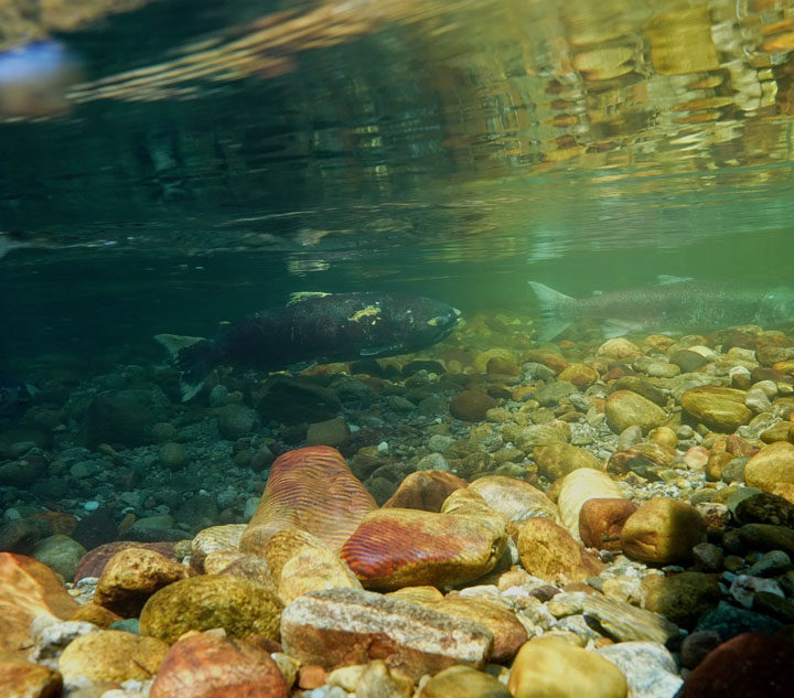 Home Run – Chinook spawning season