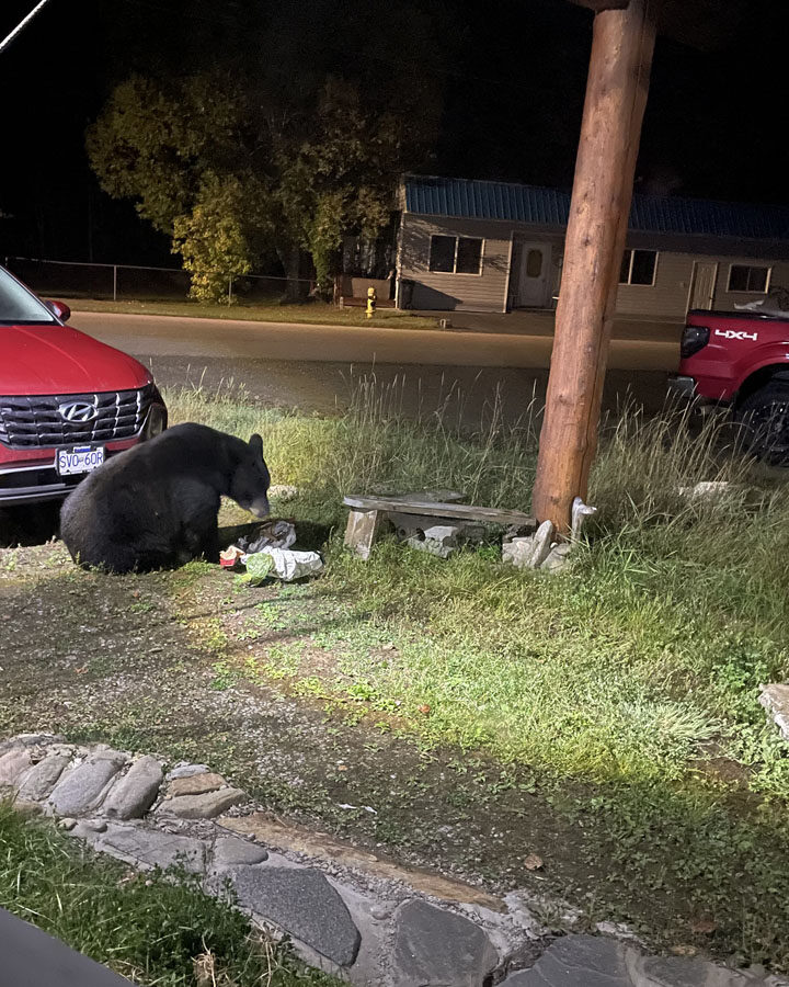 Intrepid bears dip into trash