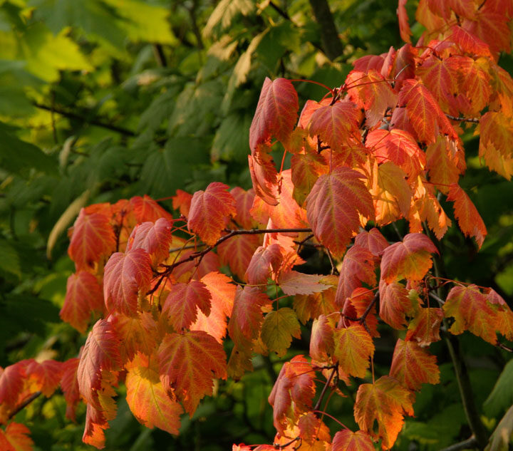 Fall foliage