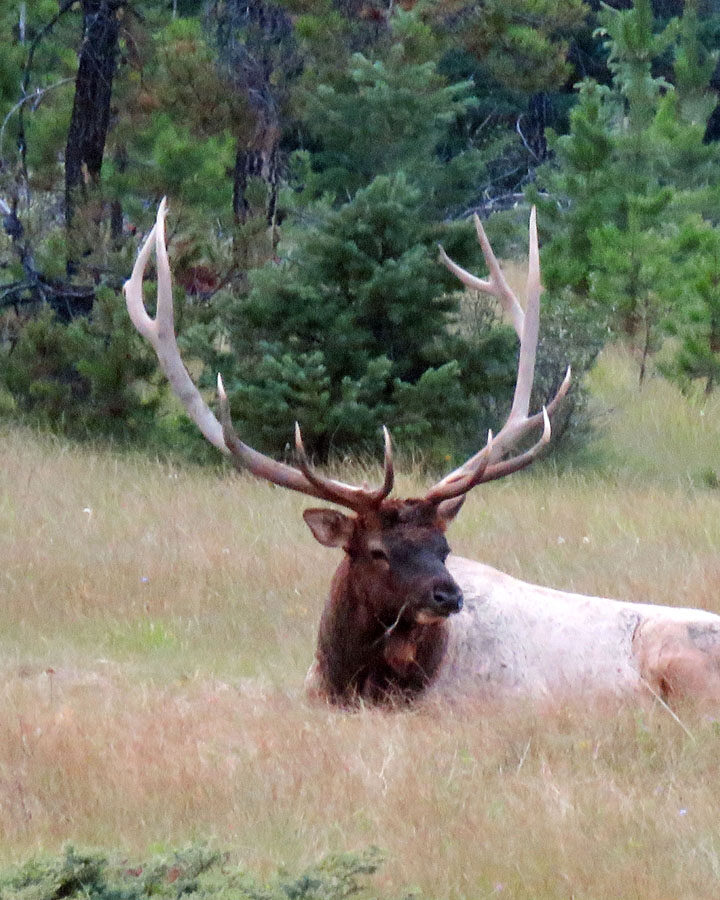 Beware of elk during rutting season