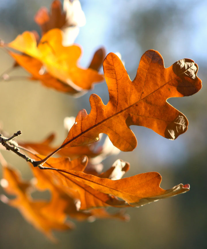 Fall colours