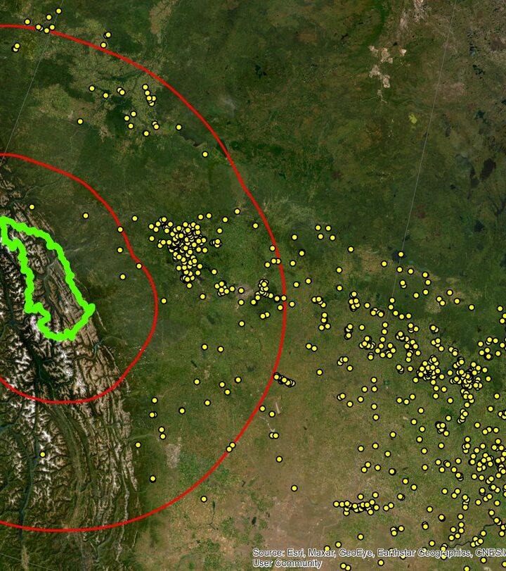 “Ecological trainwreck:” Wild pigs spotted near Jasper National Park