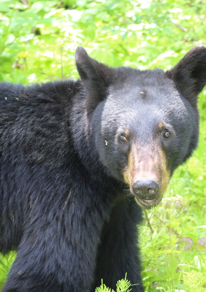Bear deaths rise in 2023: advocates renew call for transparency in Conservation Officer service