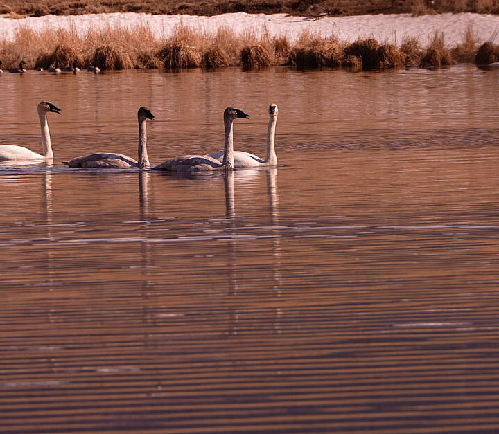 Through the Lens: Trumpeter swans announce spring’s arrival